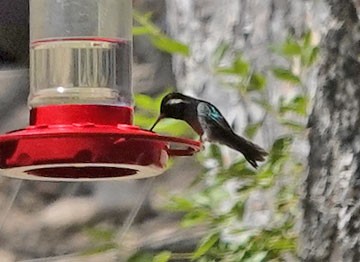 White-eared Hummingbird - Cathy Beck