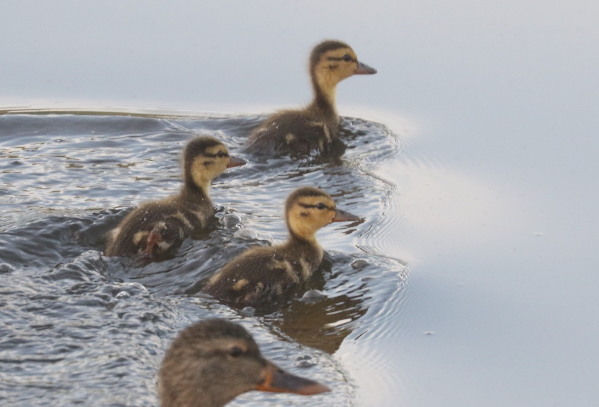 Mallard - Bobby Brown