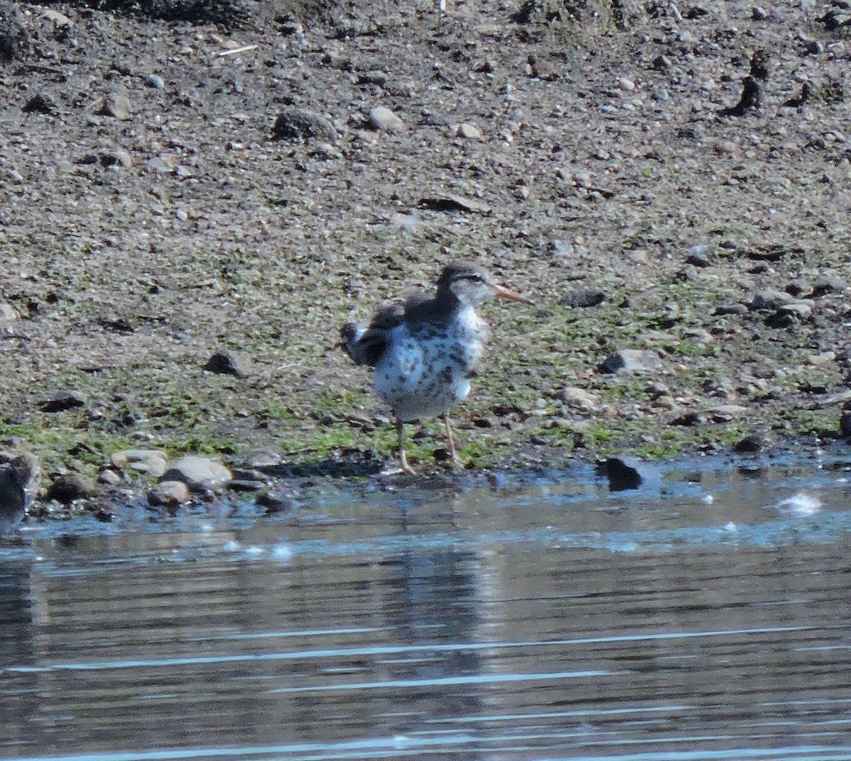 Spotted Sandpiper - Eric Michael