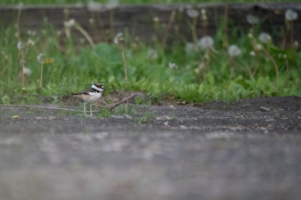 Killdeer - Philippe Hénault