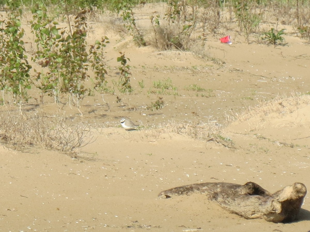 Piping Plover - David Antieau