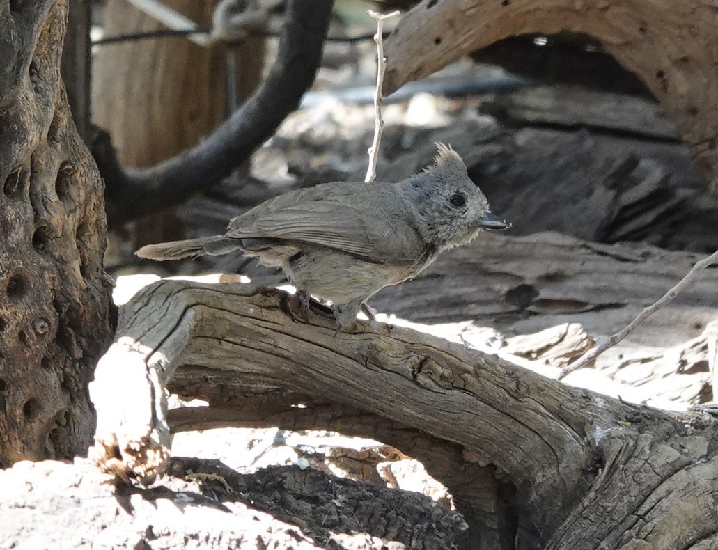 Juniper Titmouse - Cathy Beck