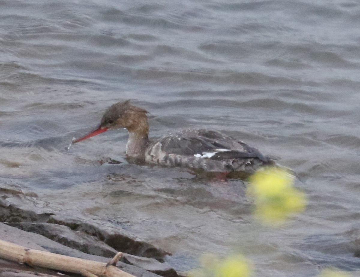 Red-breasted Merganser - Bobby Brown