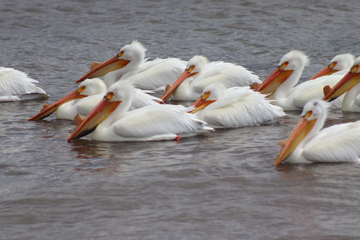 American White Pelican - Mark Kamprath