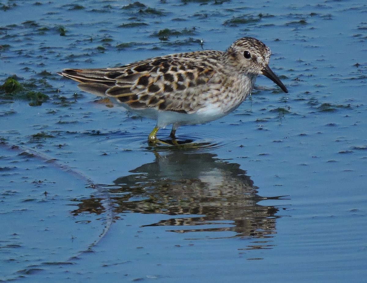 Least Sandpiper - Eric Michael