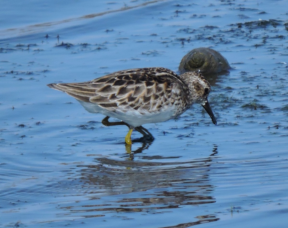 Least Sandpiper - Eric Michael