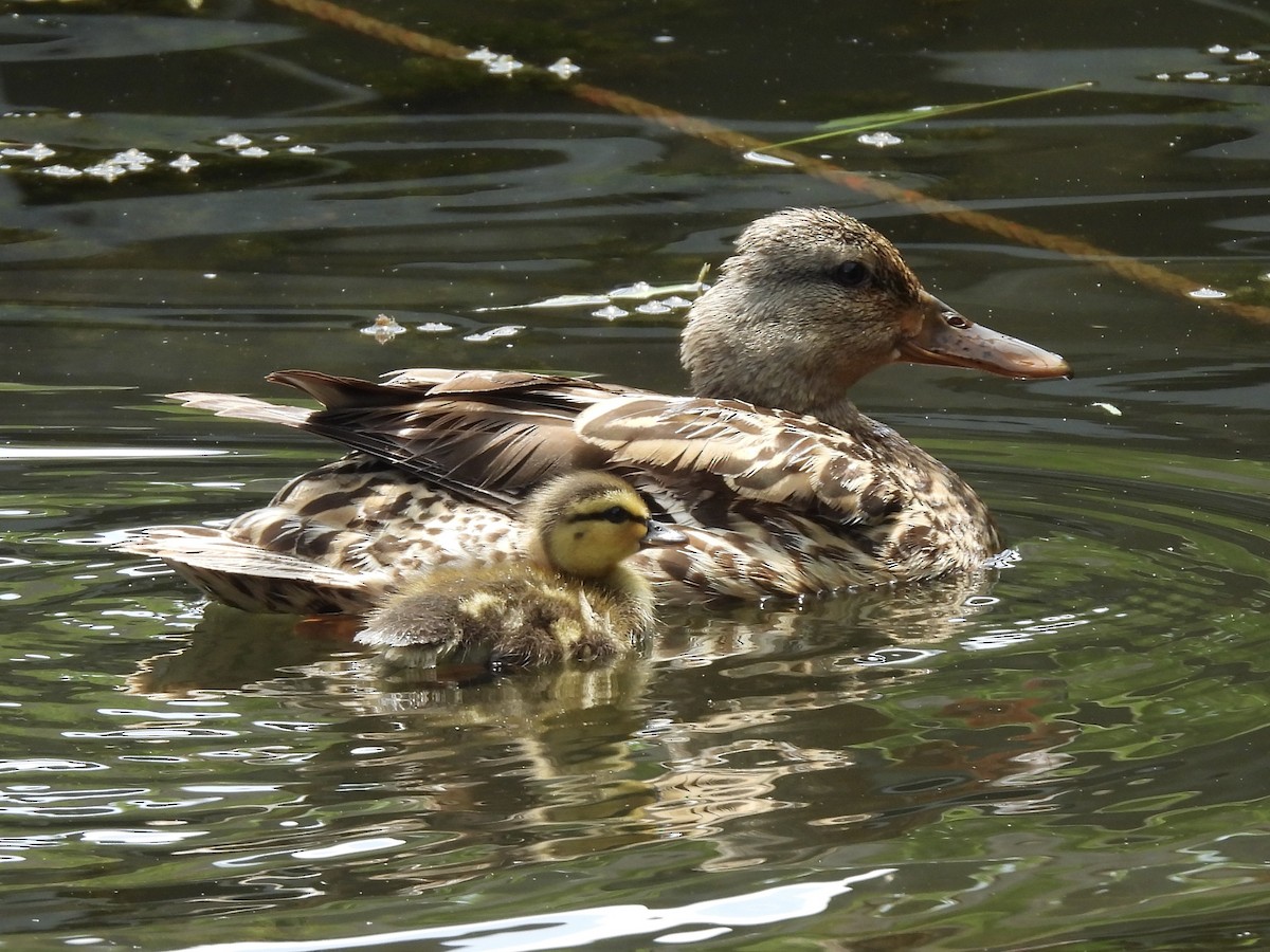 Canard colvert - ML619469063