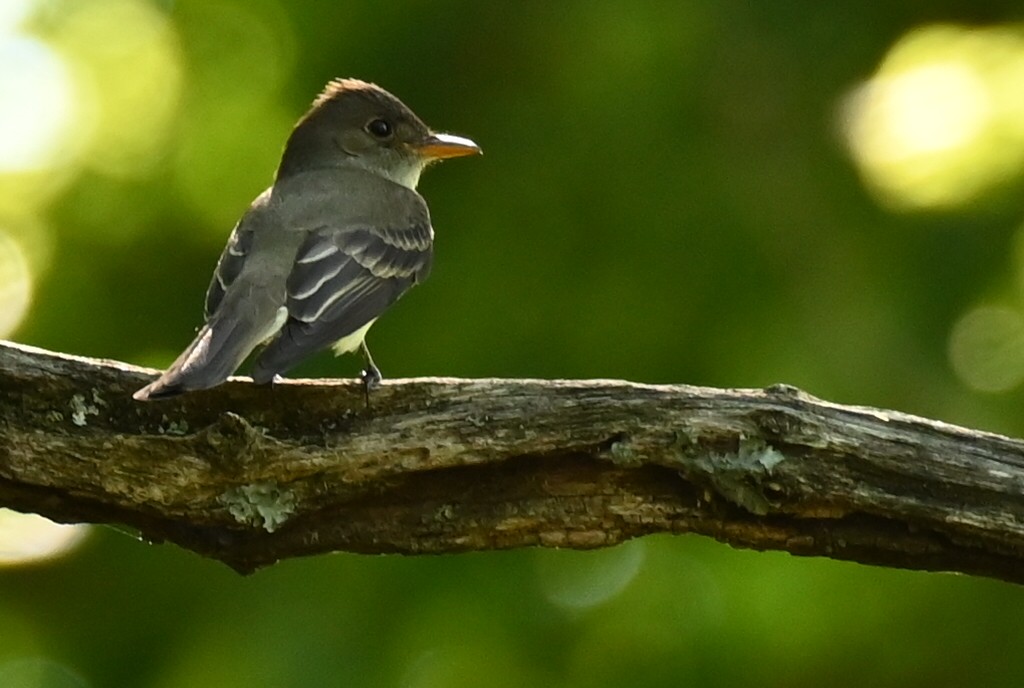 Eastern Wood-Pewee - Dale Barlow