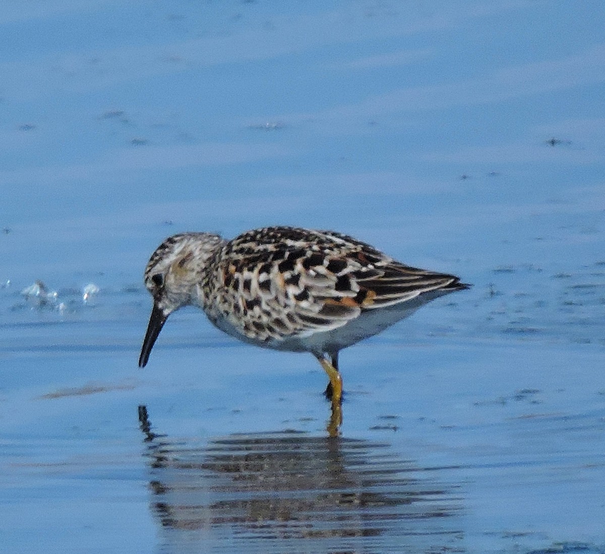 Least Sandpiper - Eric Michael