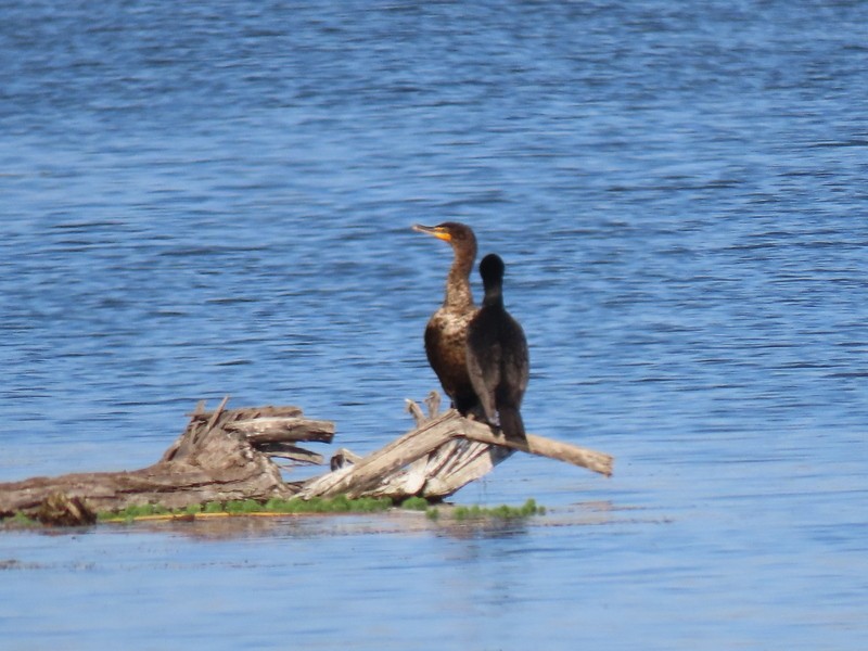 Double-crested Cormorant - suga moriwaki