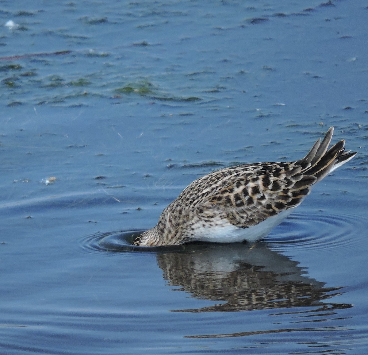 Least Sandpiper - Eric Michael