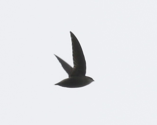 Chimney Swift - Bobby Brown