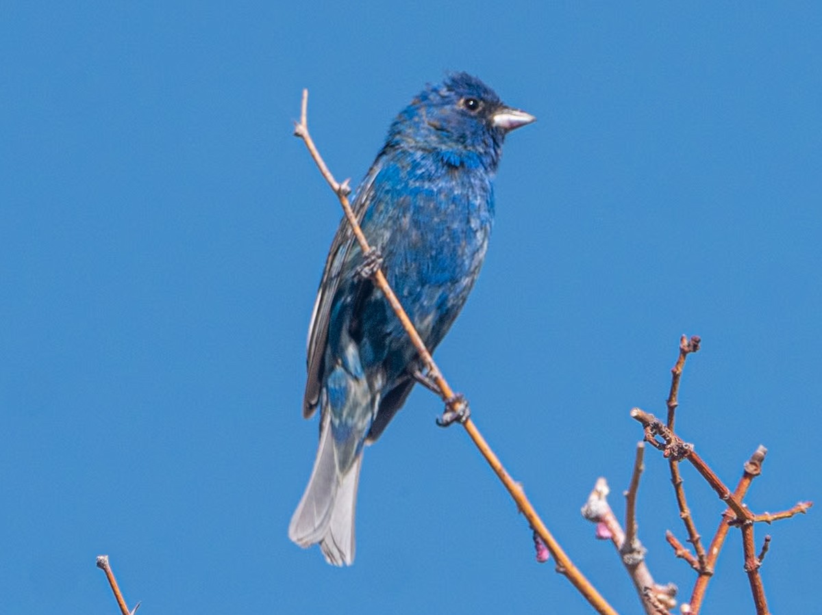 Indigo Bunting - Kurt Buzard