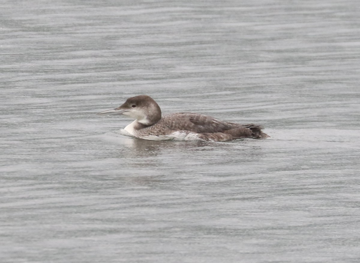 Common Loon - Bobby Brown