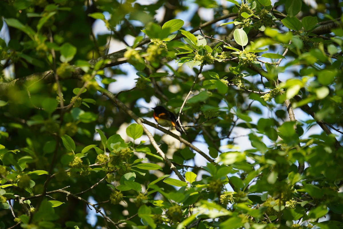 American Redstart - Shea Dettling