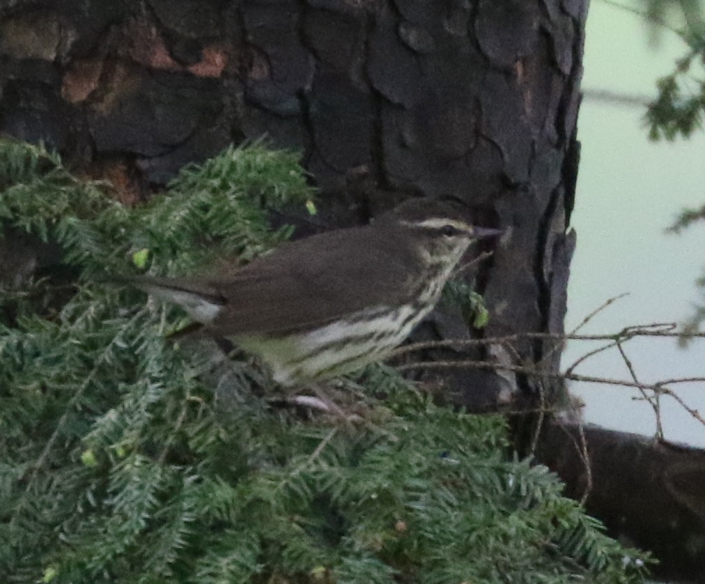 Northern Waterthrush - Bobby Brown