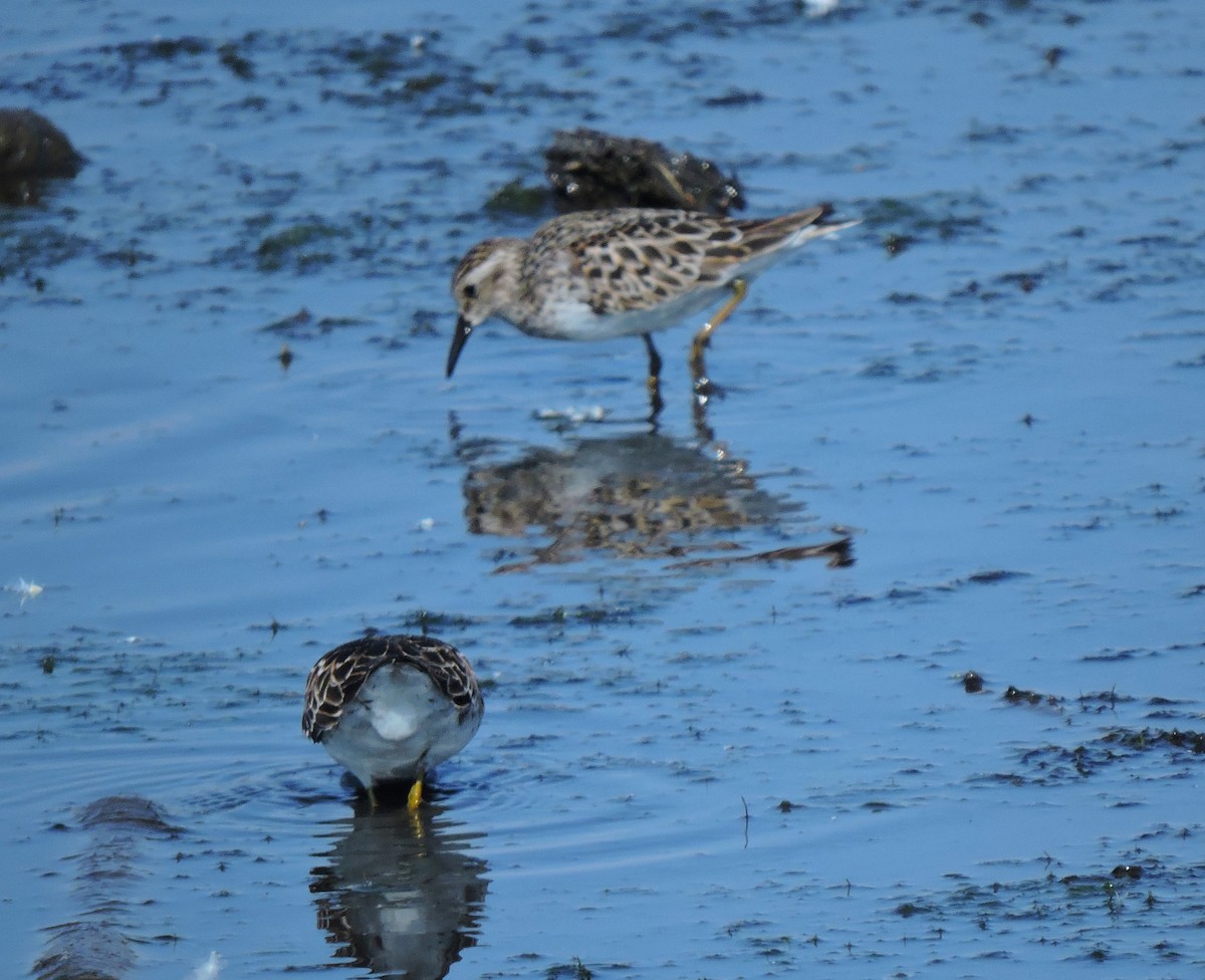 Least Sandpiper - Eric Michael