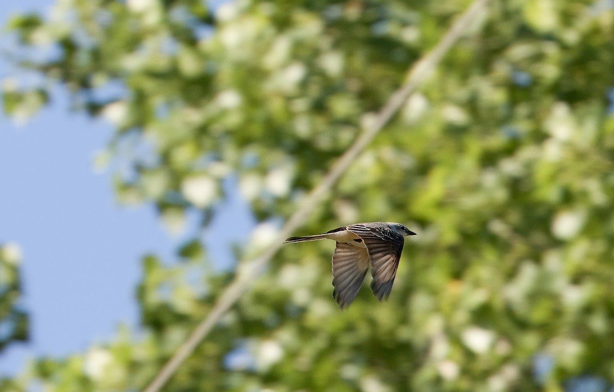 Scissor-tailed Flycatcher - Nick Pulcinella