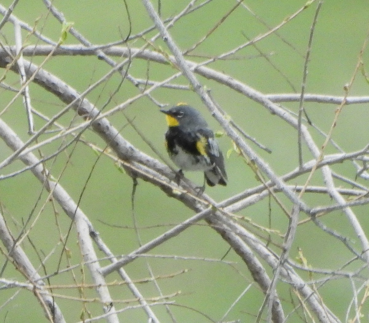 Yellow-rumped Warbler - ML619469108