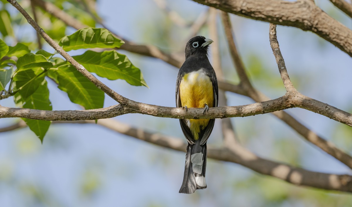 Black-headed Trogon - Rolando Tomas Pasos Pérez