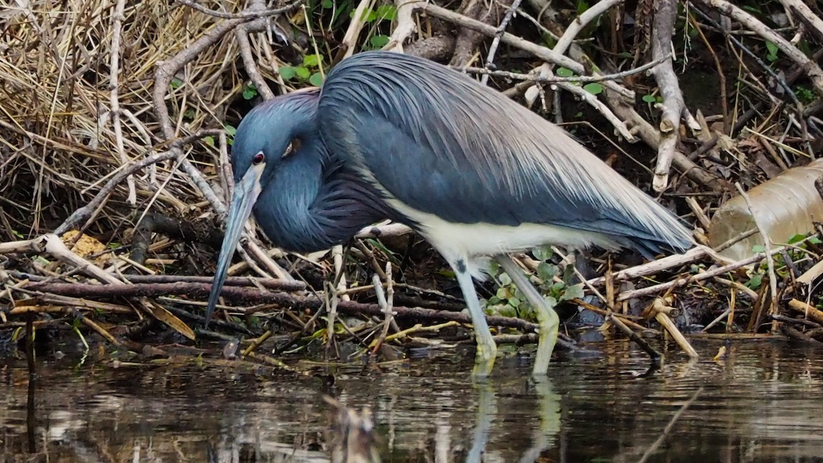 Tricolored Heron - Ken MacDonald