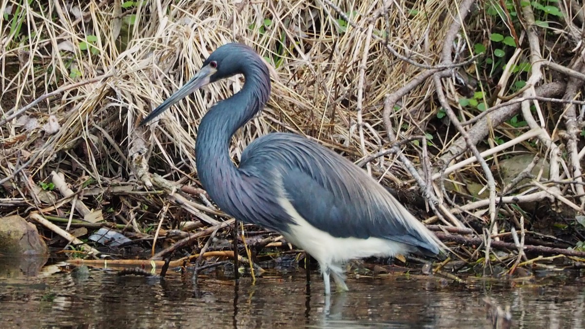 Tricolored Heron - Ken MacDonald