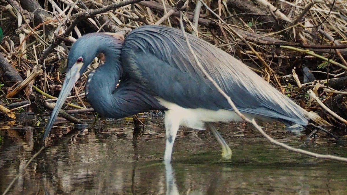 Tricolored Heron - Ken MacDonald