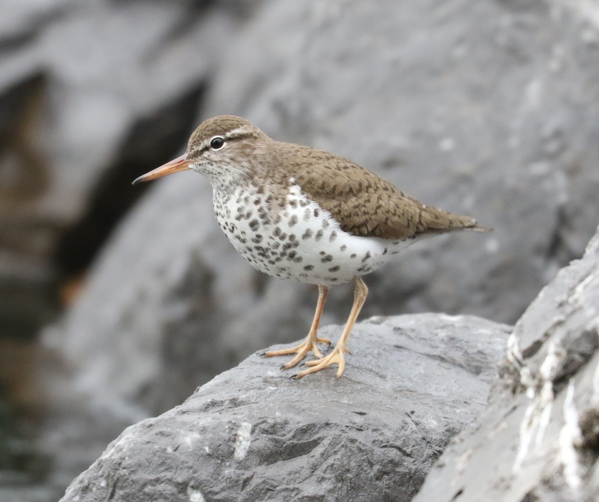 Spotted Sandpiper - Bobby Brown