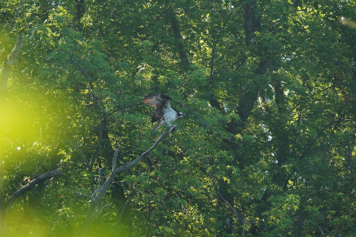 Osprey - Shea Dettling