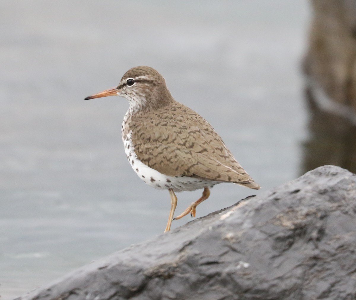 Spotted Sandpiper - Bobby Brown