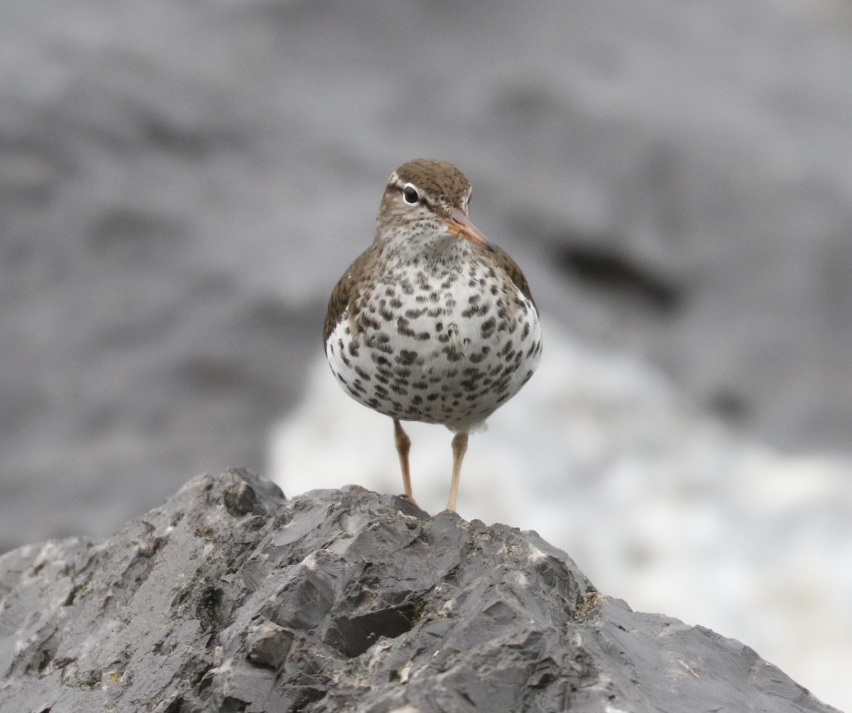 Spotted Sandpiper - Bobby Brown