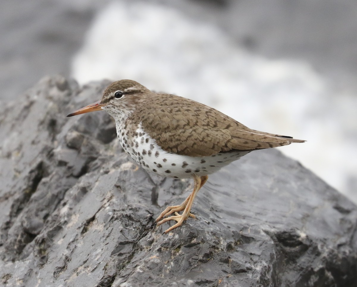 Spotted Sandpiper - Bobby Brown