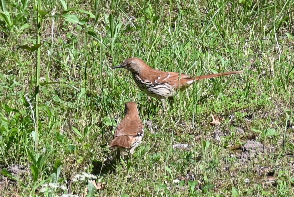 Brown Thrasher - Dale Barlow