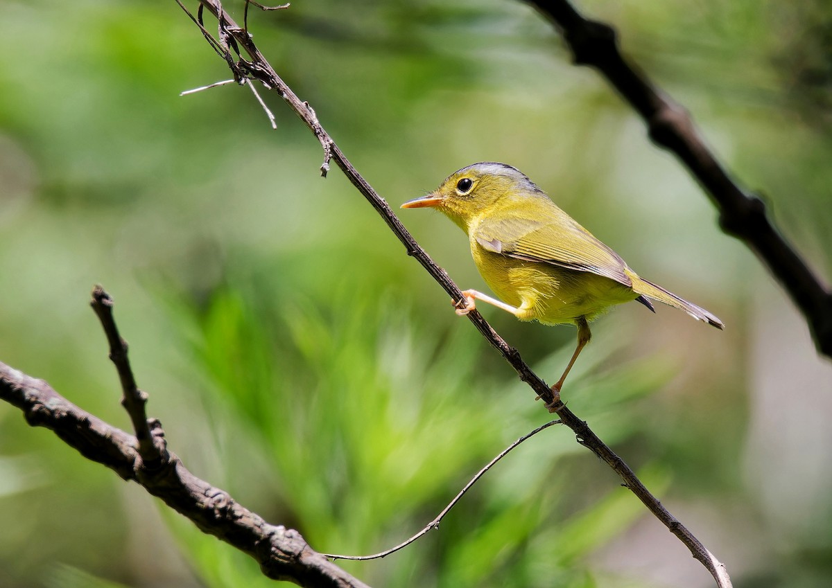 Gray-crowned Warbler - 浙江 重要鸟讯汇整
