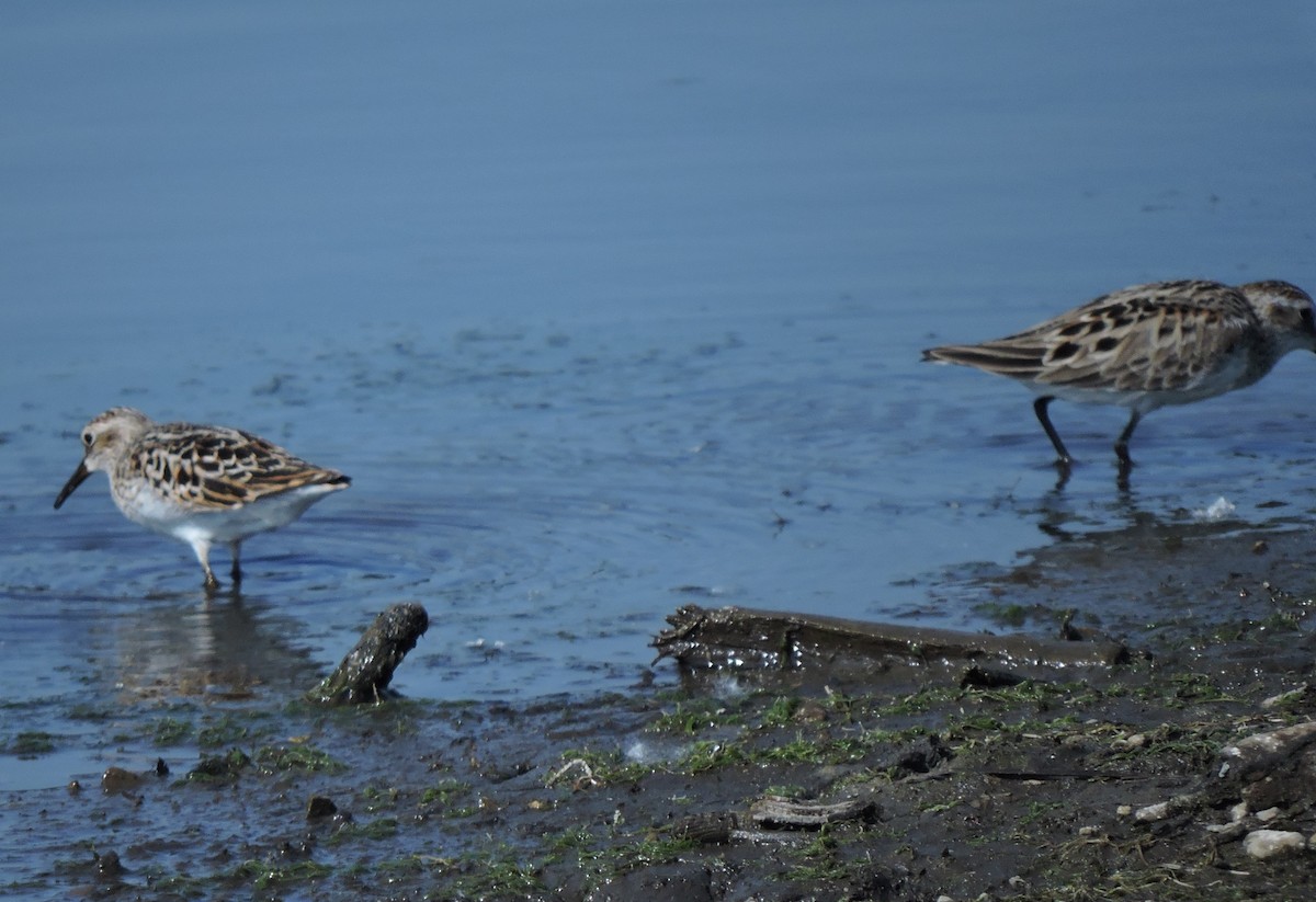 Least Sandpiper - Eric Michael