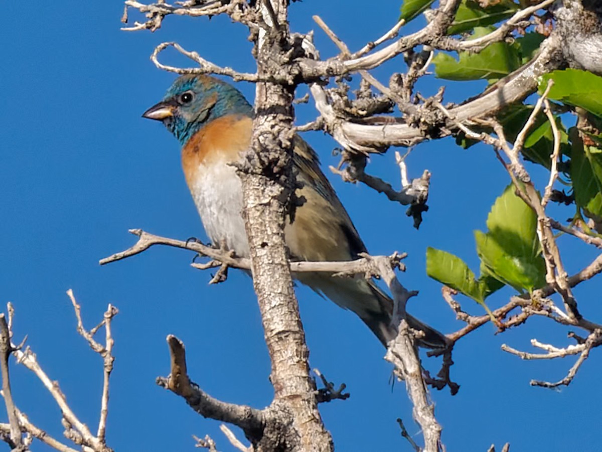 Lazuli Bunting - Kurt Buzard