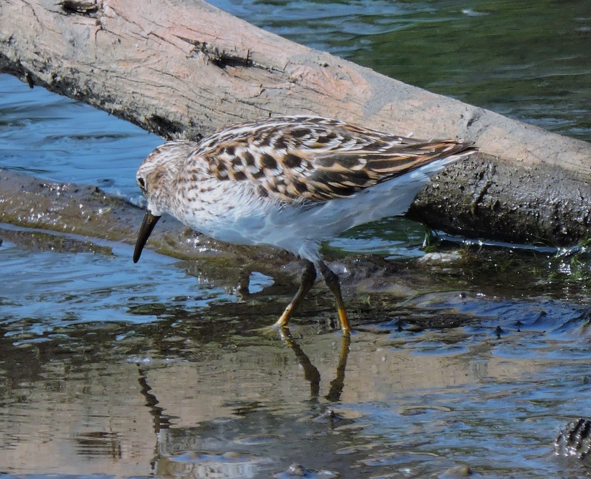 Least Sandpiper - Eric Michael