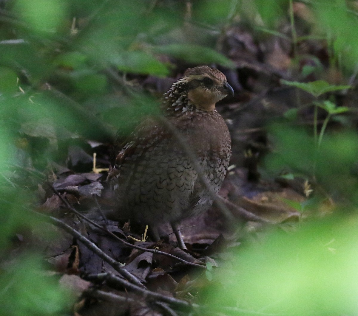 Northern Bobwhite - Bobby Brown