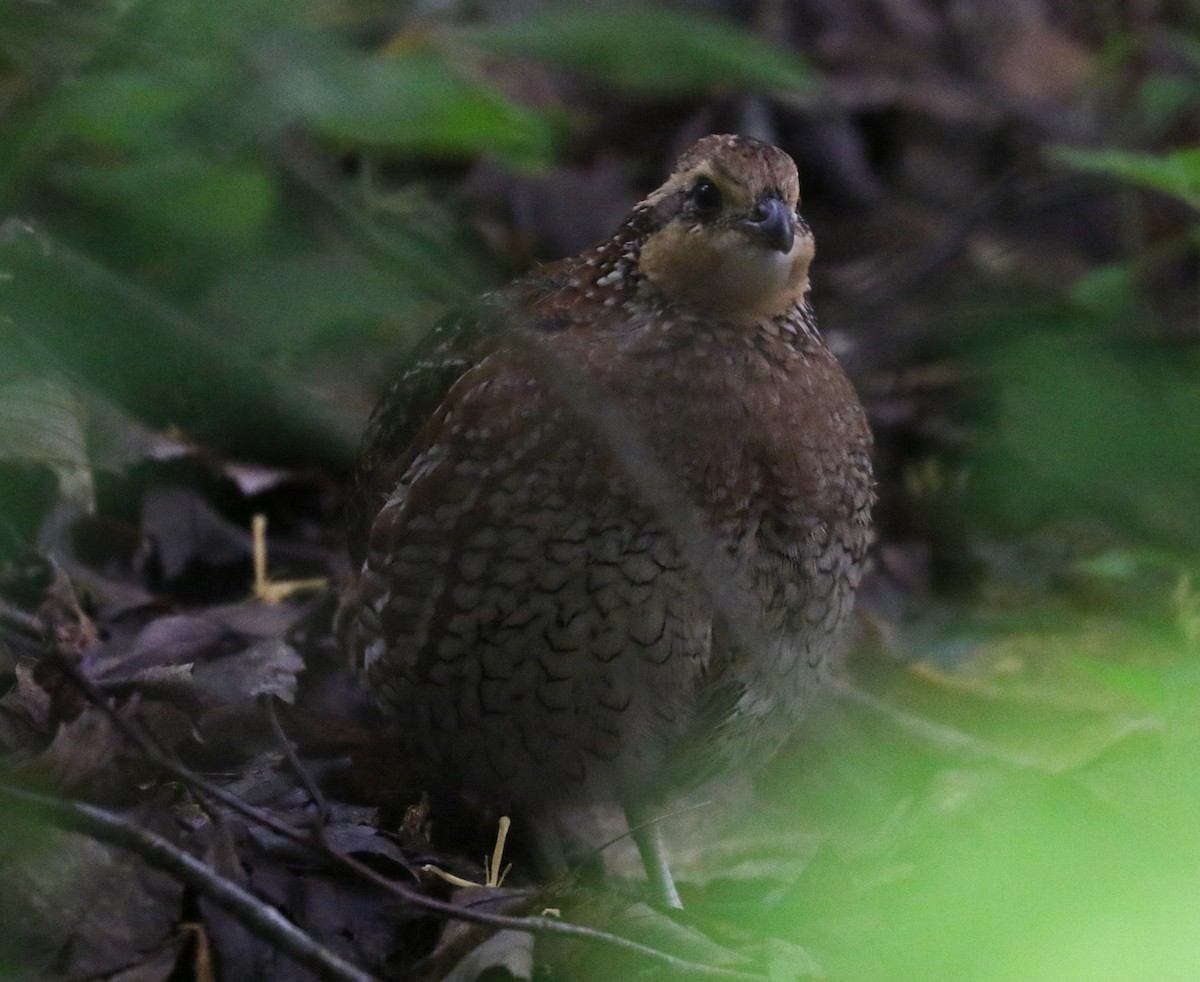 Northern Bobwhite - Bobby Brown