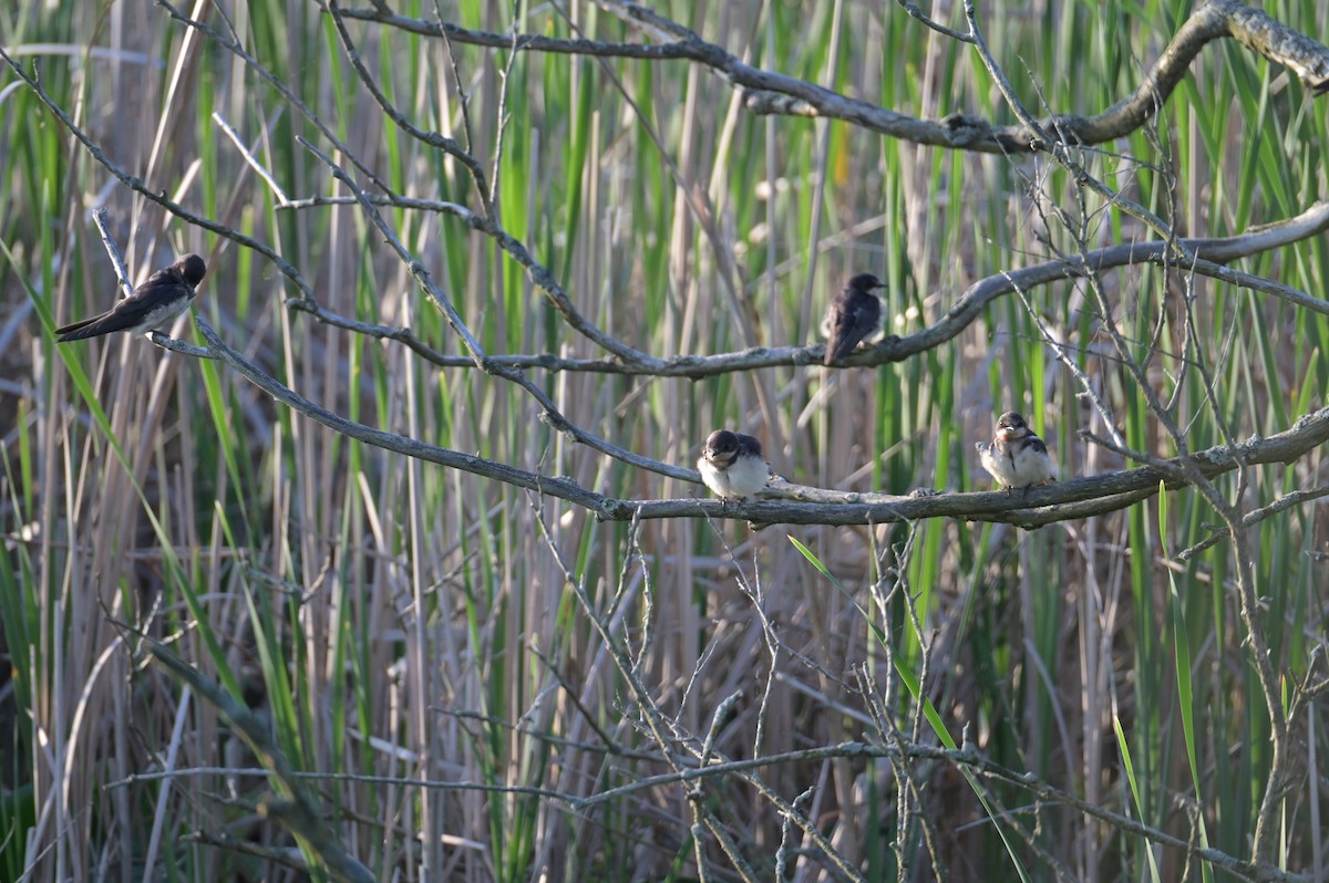 Barn Swallow - Nicolle and H-Boon Lee