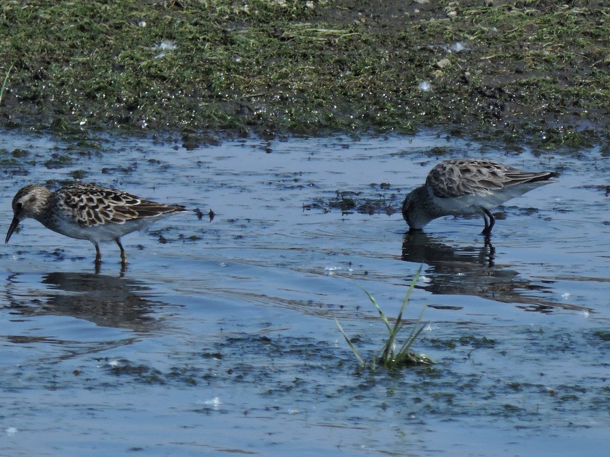 Semipalmated Sandpiper - Eric Michael