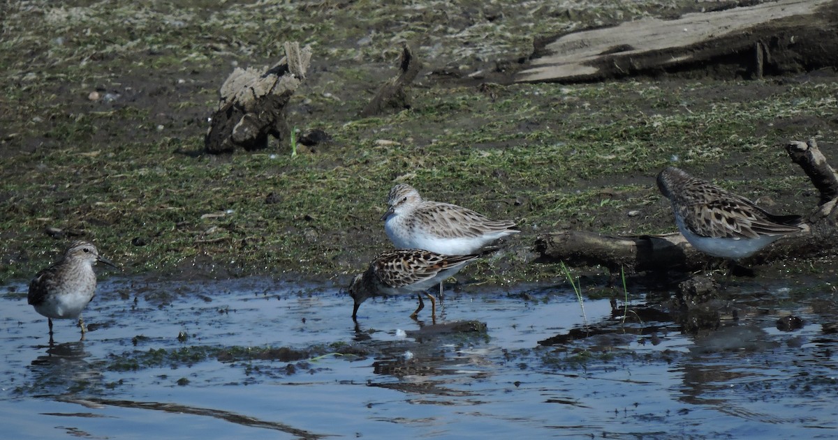 Semipalmated Sandpiper - Eric Michael