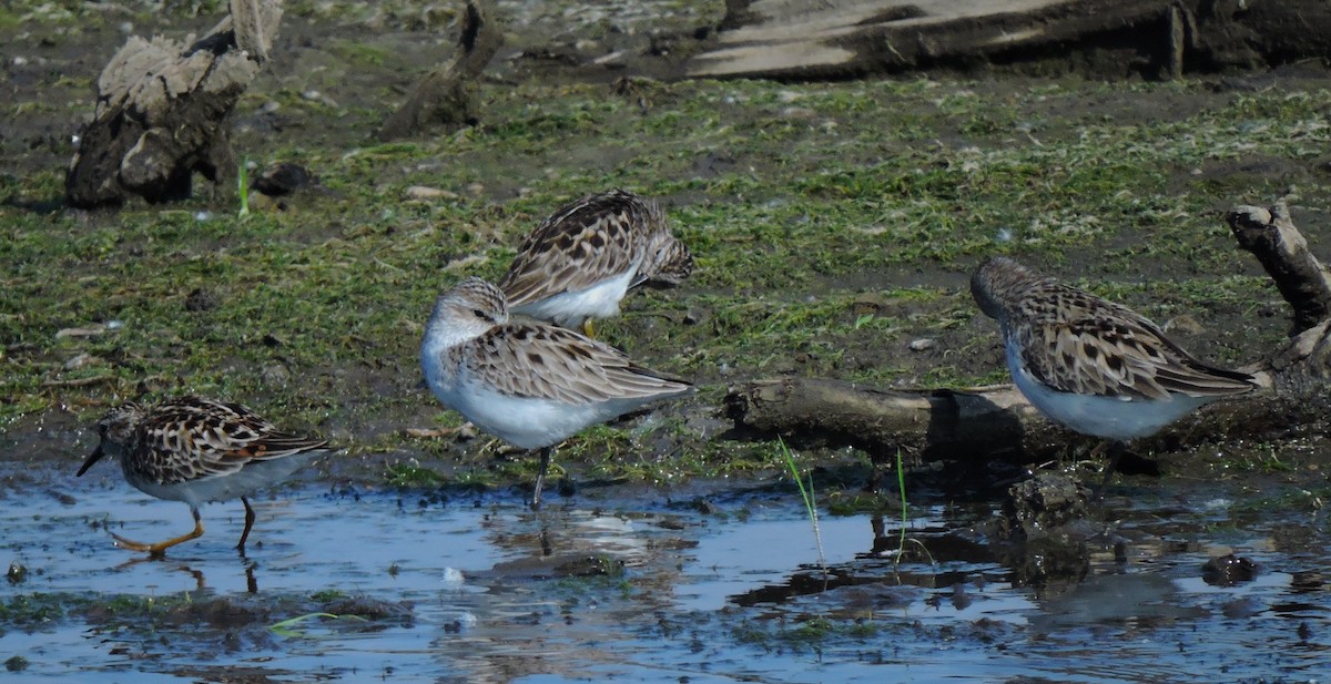 Semipalmated Sandpiper - Eric Michael