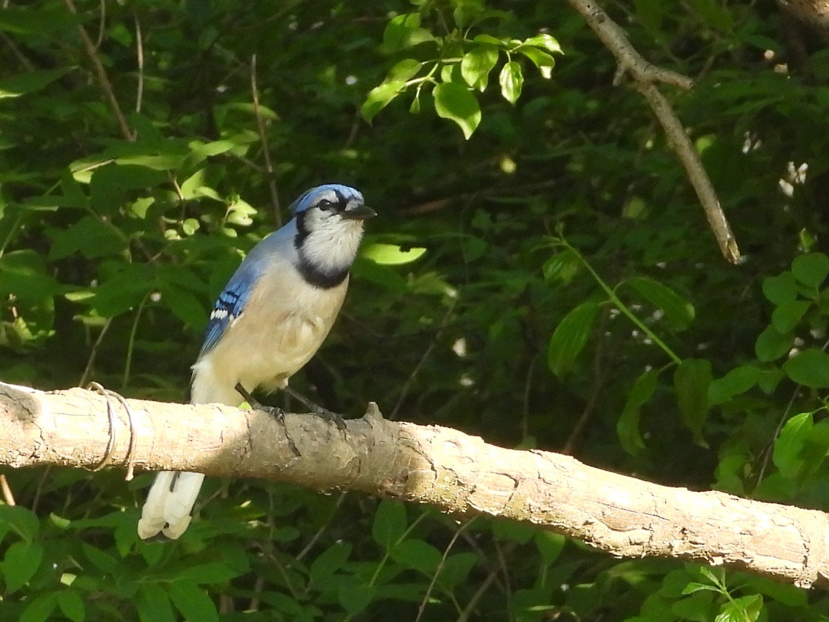 Blue Jay - George Koppel