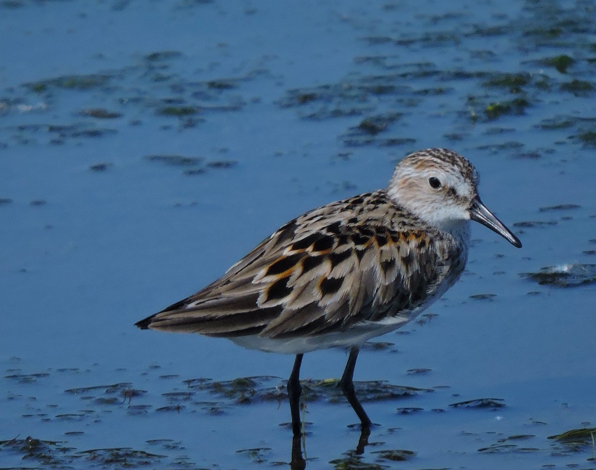 Semipalmated Sandpiper - Eric Michael