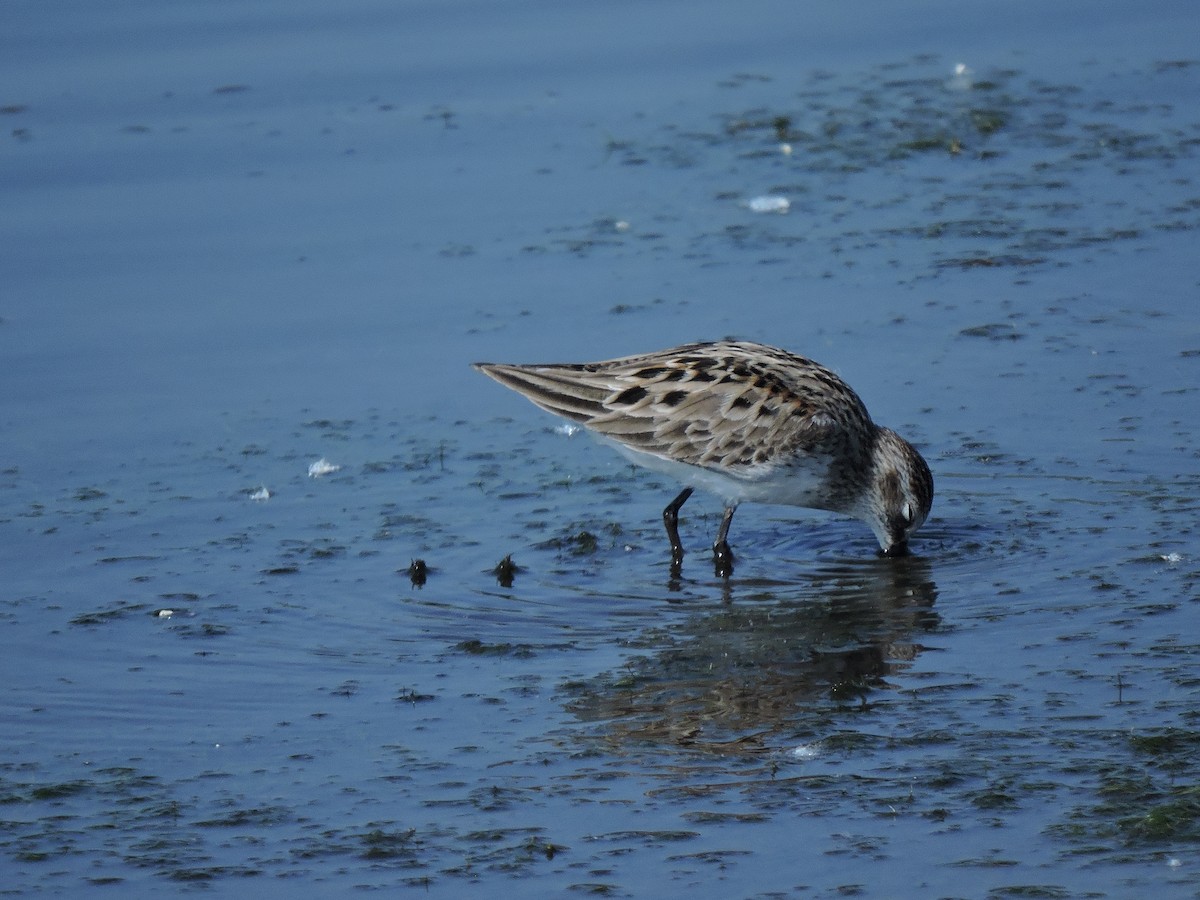 Semipalmated Sandpiper - Eric Michael