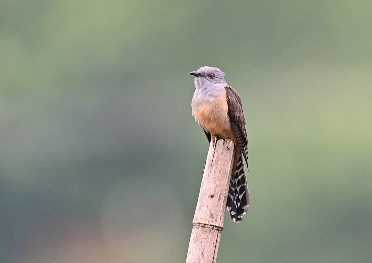 Plaintive Cuckoo - 浙江 重要鸟讯汇整