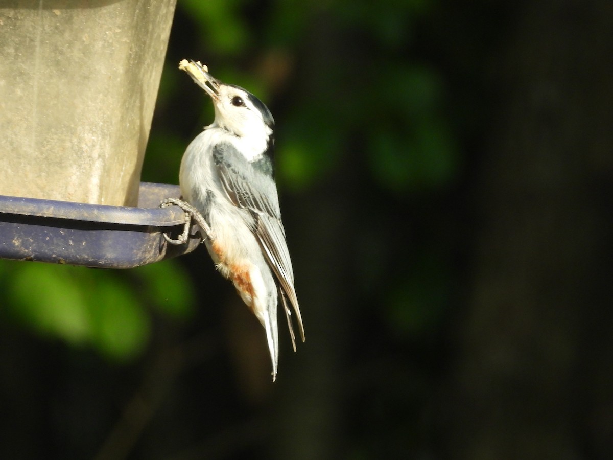 White-breasted Nuthatch - George Koppel