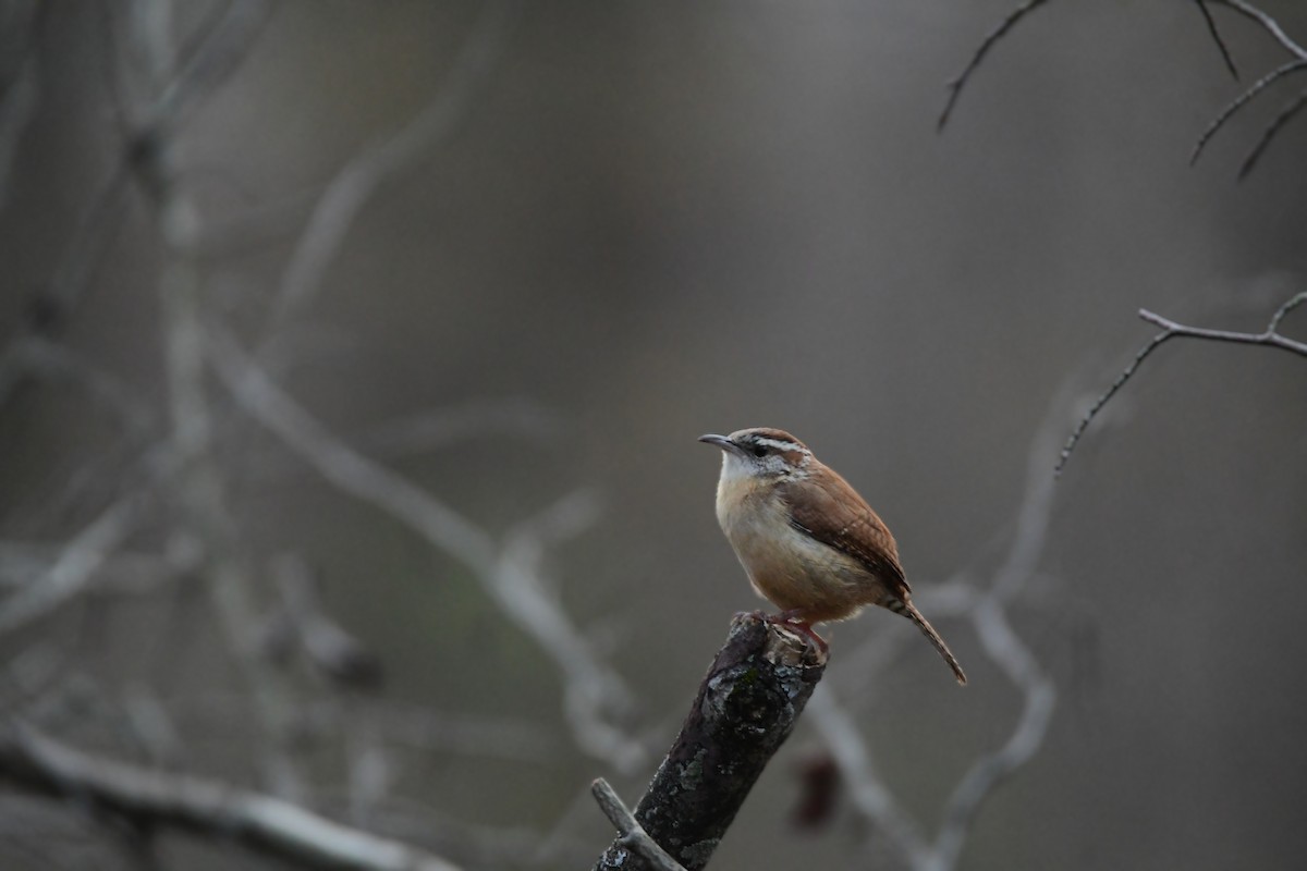 Carolina Wren - Chaiby Leiman