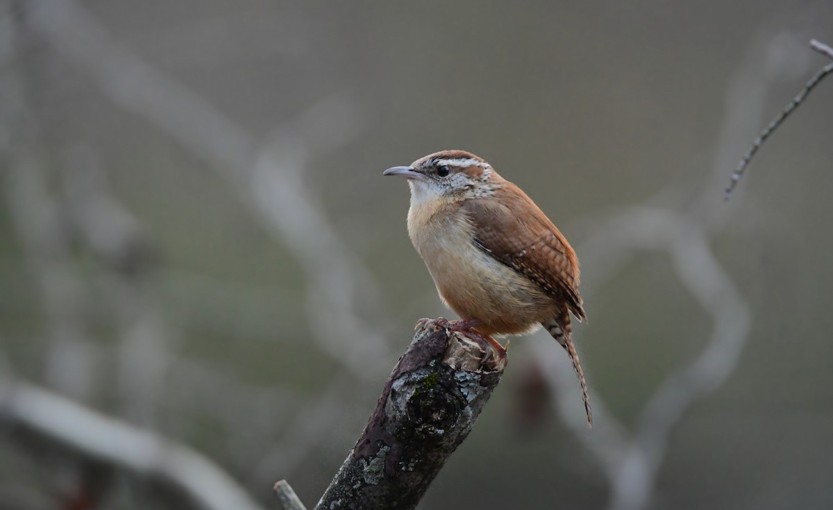 Carolina Wren - Chaiby Leiman